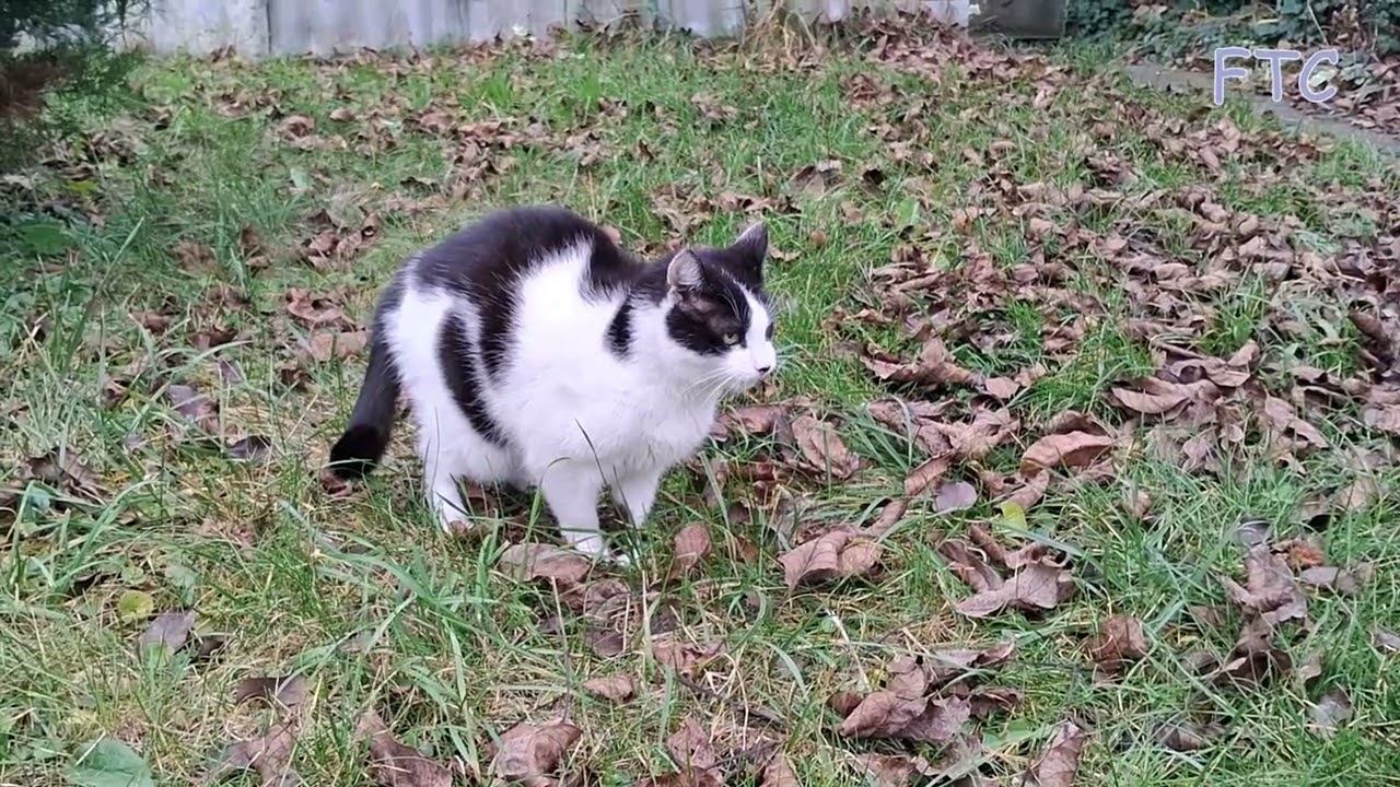 Cats in November garden part 1