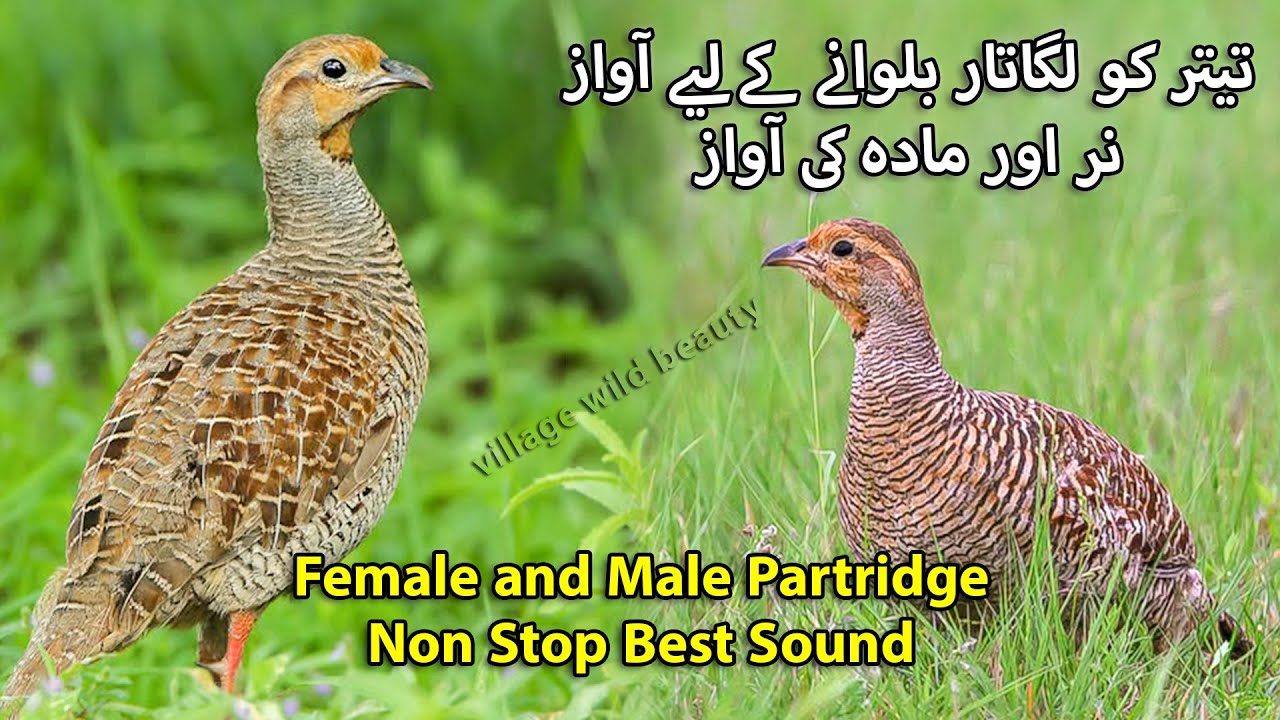 Teetar ko Bulaany Wali Awaz | Female and Male Partridge Sound | Francolin Hunting Voice Female