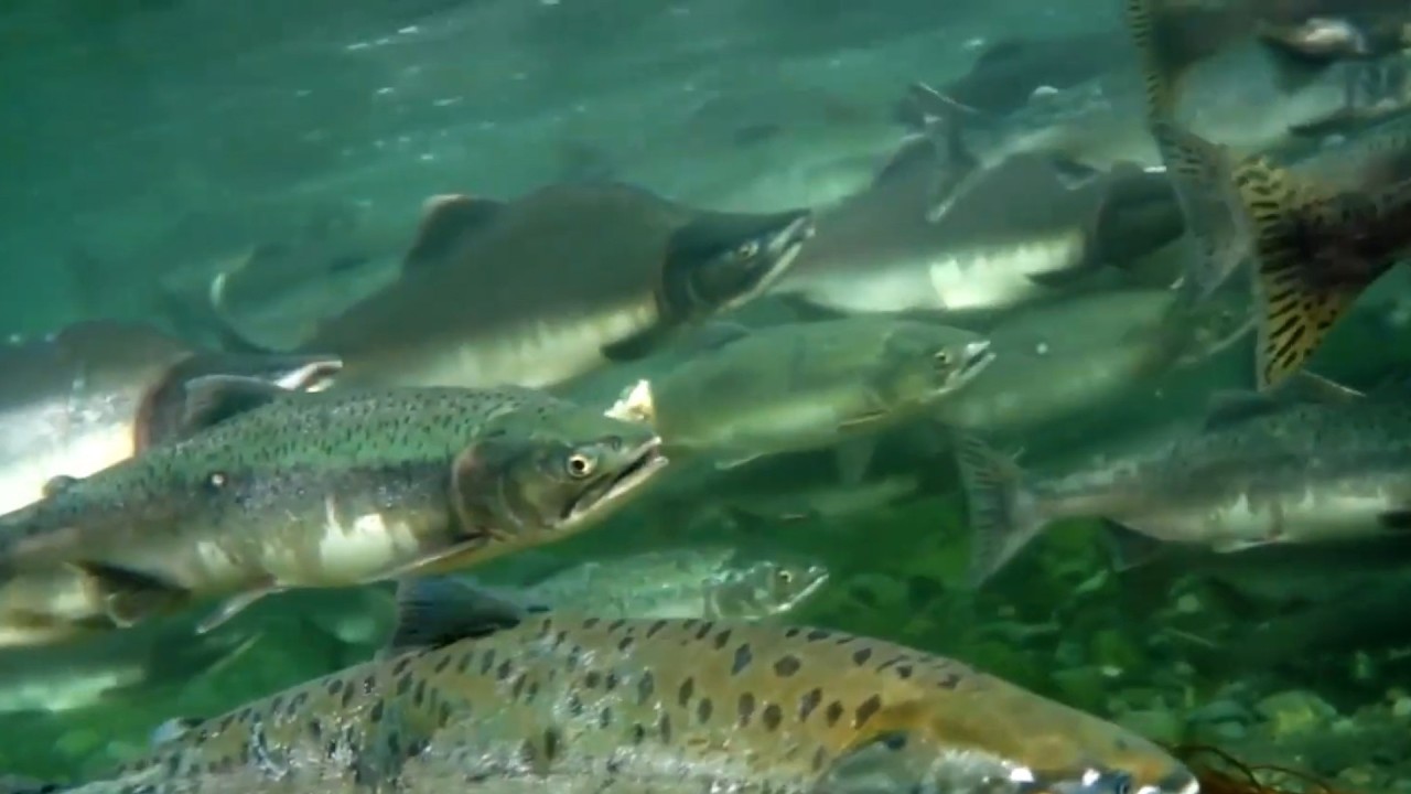 Bagaimana Salmon Diproduksi ? | Proses yang Tidak Pernah Anda Lihat