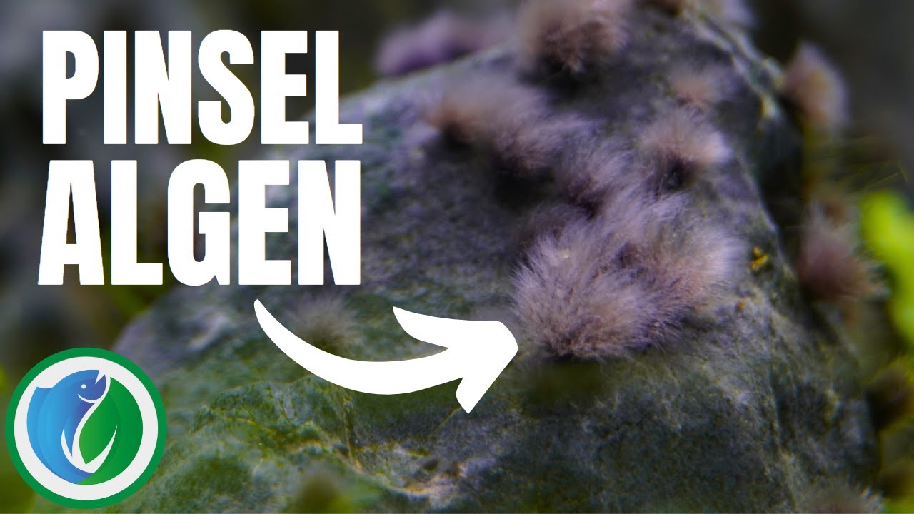 Pinselalgen bek&auml;mpfen