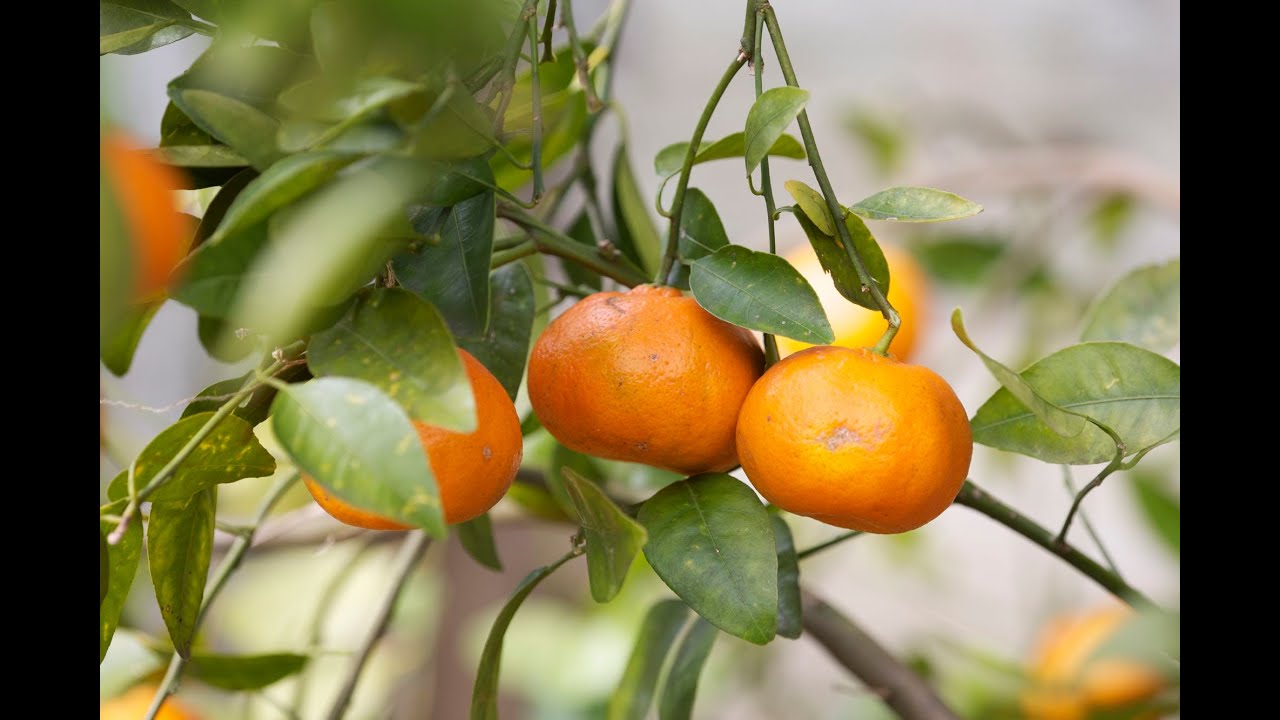 Netting a fruit tree in 5-minutes!