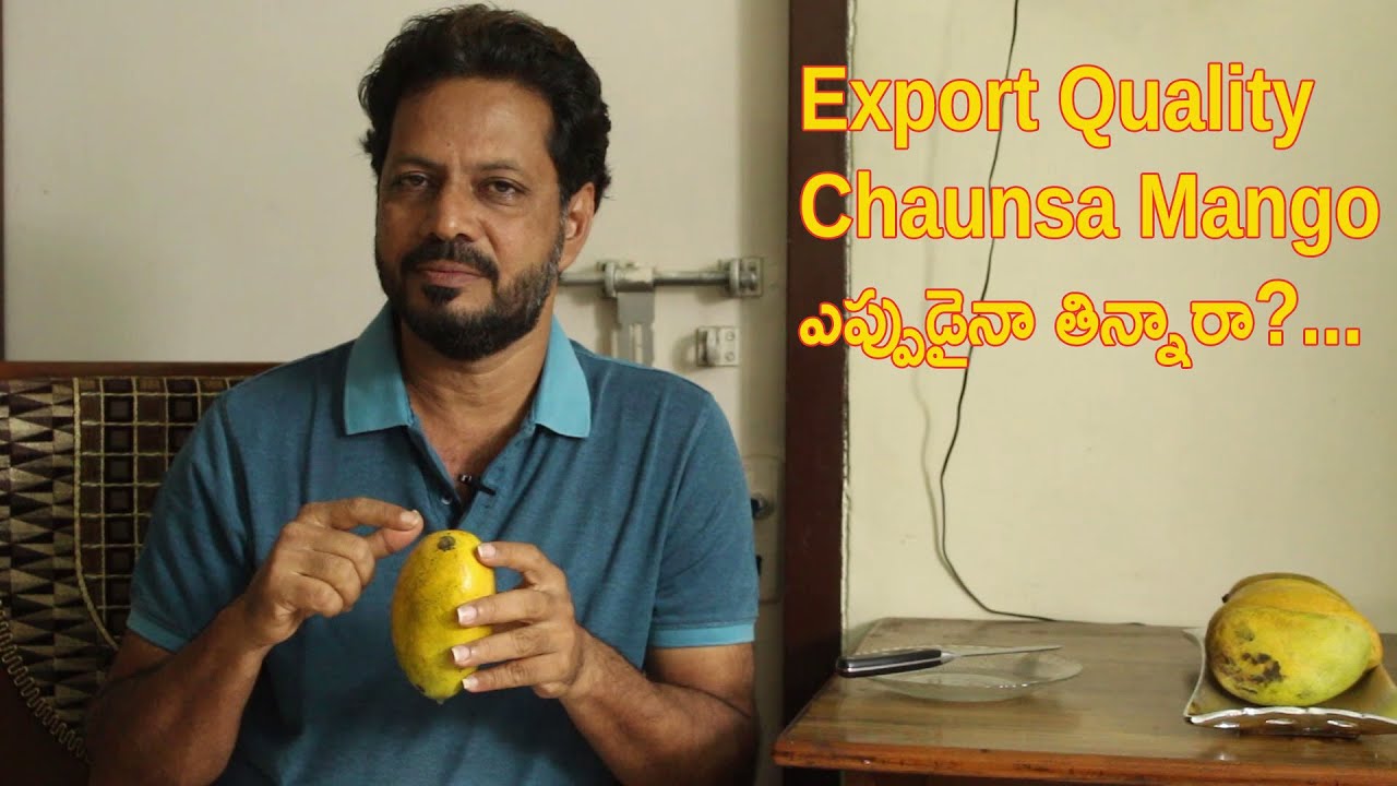 Export Quality Chaunsa Mango harvesting tips first time in telugu | చౌస్నా మామిడి పండు