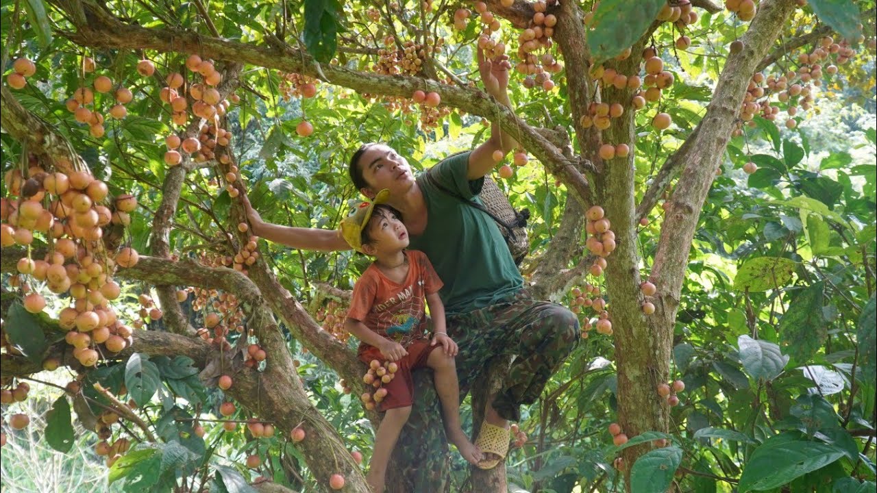 Together with the boy, he harvested forest fruits and brought them to the market to sell