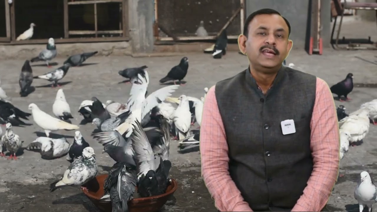 कबूतरों को खाने में ये चीजे बिलकुल भी ना दे || क्या खिलाये क्या नही || Dr Nagender Yadav
