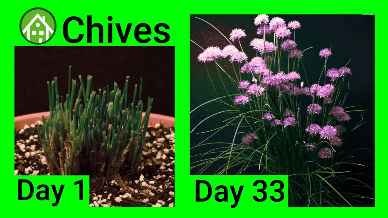 Chives timelapse - Life cycle to flowering - 4k - Allium schoenoprasum - spice