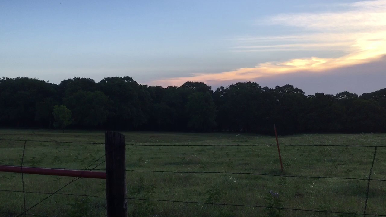Common Nighthawks at dawn