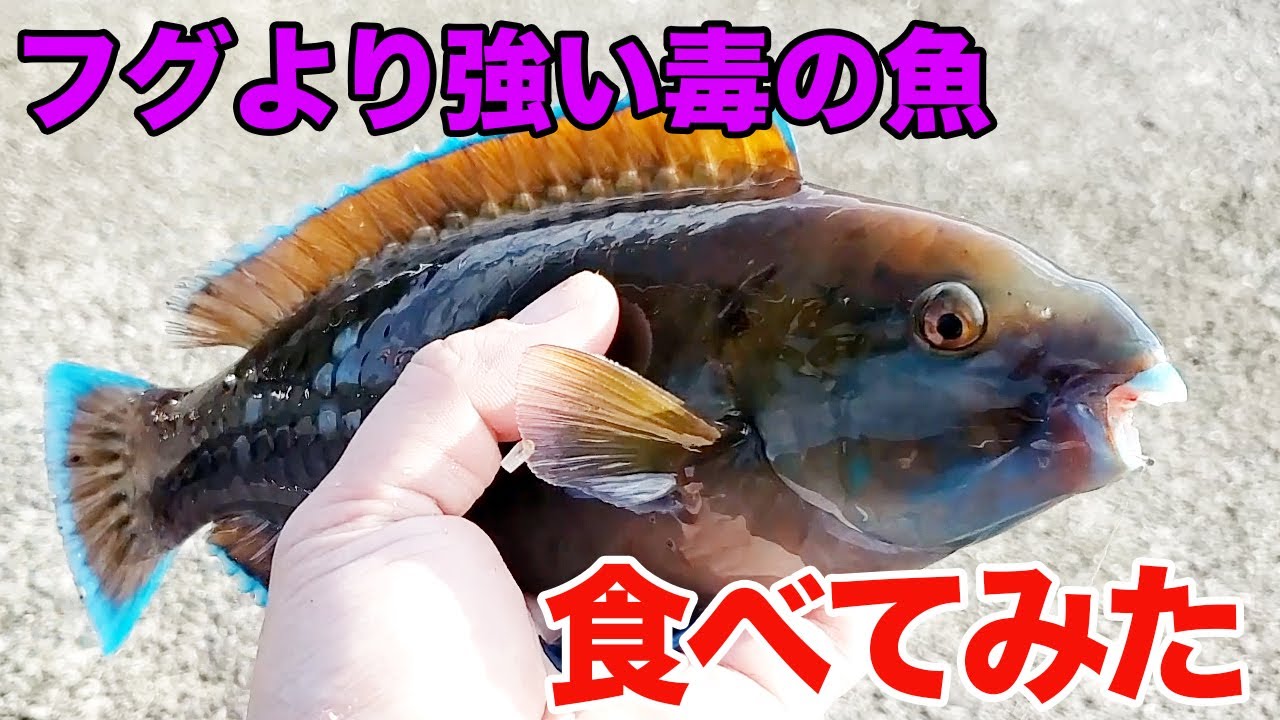 フグより強い毒を持つ魚を食べてみた