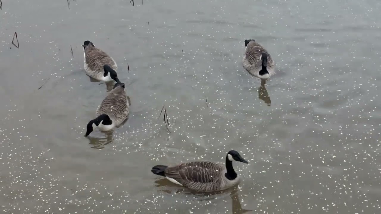 Days out with Guy*Waters edge Country Park,Barton upon Humber 2026*