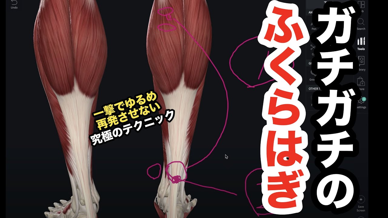 ガチガチの”ふくらはぎ”を一撃で緩め再発させない究極のテクニック！【腰痛 治し方 ストレッチ】How to release the calf fascia