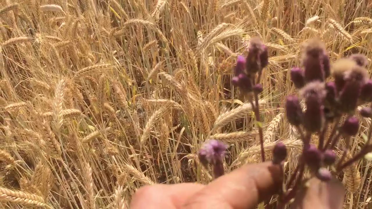 Bio VS. Konventionell