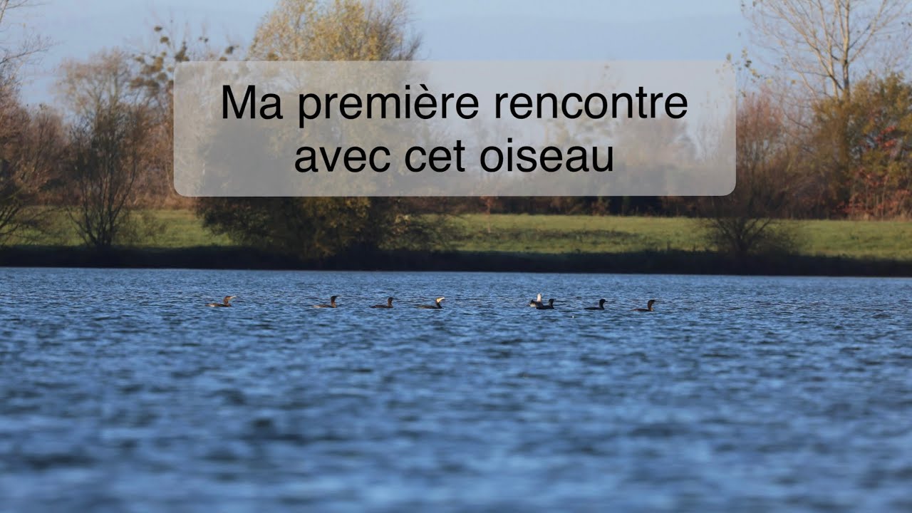 Ma première observation de cet oiseau : photographie animalière 