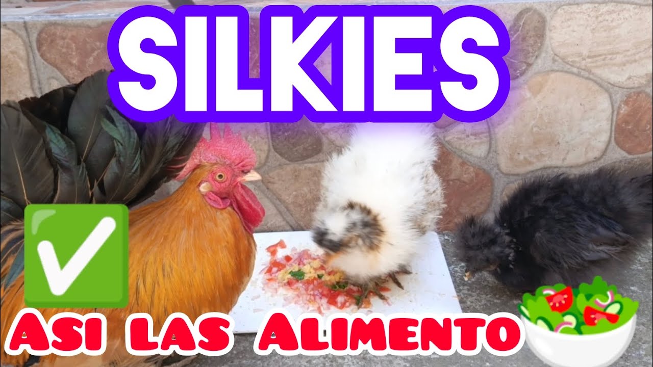 Como alimentar a Gallinas Silkies ,Sedosas del Jap&oacute;n 🐔🥬 alimentaci&oacute;n org&aacute;nica 