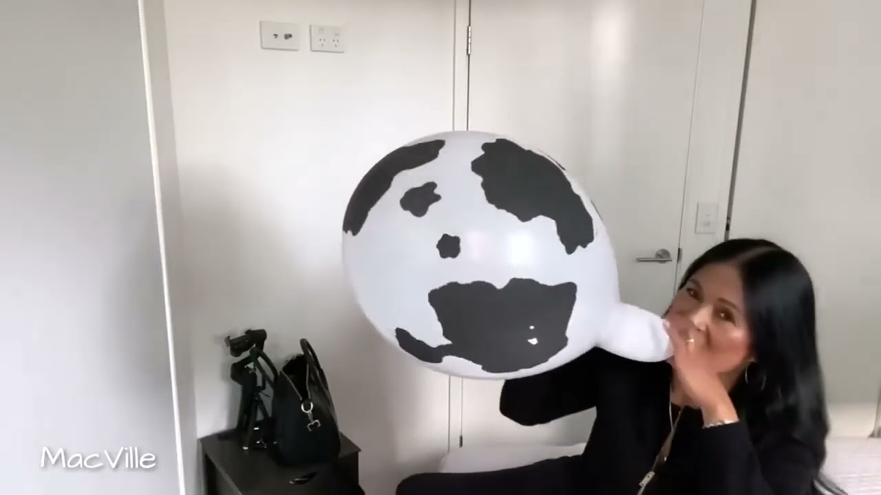 Qualatex Cow Print Balloon 🎈 Blow to Pop (B2P)!!