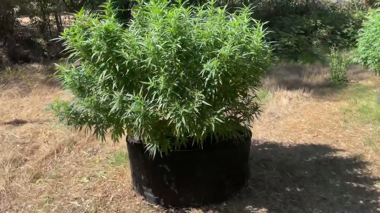 2022 outdoor weed grow