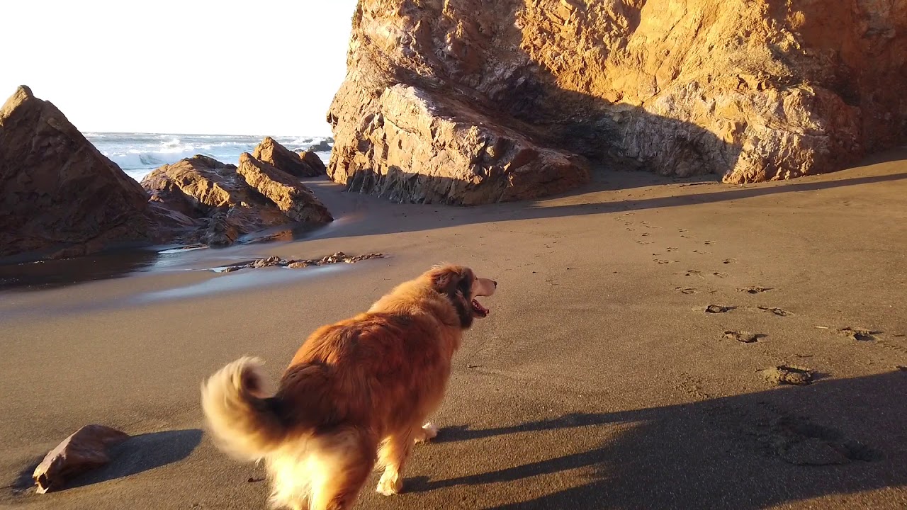 A walk on the beach with Chilly