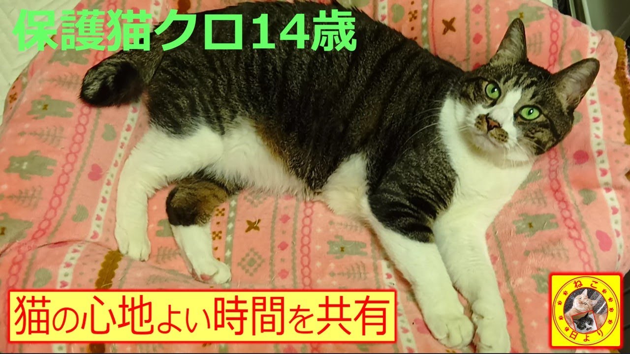 116　ねこのまったりした姿に癒されます　【猫の心地よい時間の共有】保護猫クロ１4歳#cat #猫 #保護猫#猫動画#猫のいる暮らし#ねこだんご#ねこ