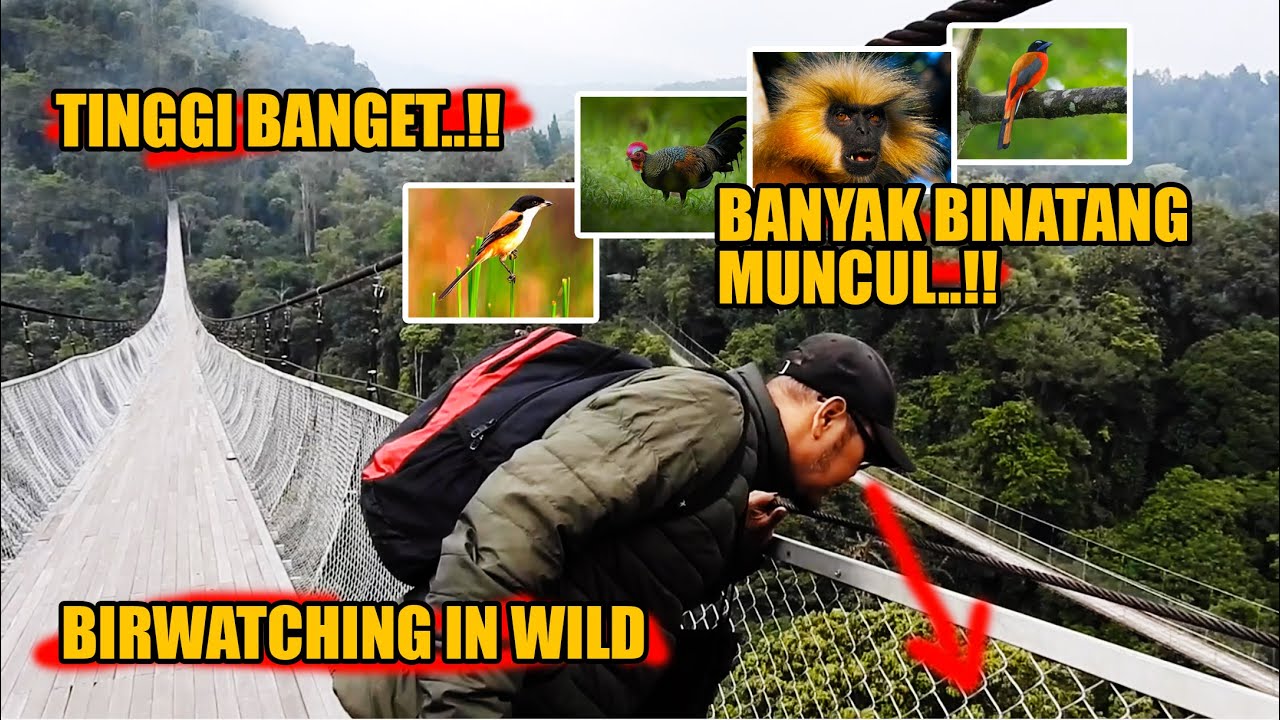 MENCARI BURUNG LIAR DIATAS JEMBATAN KAYU TERPANJANG SETINGGI 160 METER DIATAS LEMBAH PURBA SUKABUMI