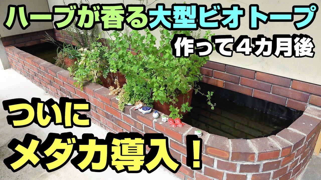 メダカの大型ビオトープ　メダカ導入　＆【お知らせ】