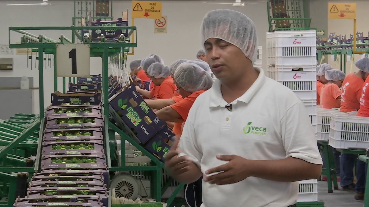 Veracruz Agropecuario - Empaque de Limón Persa de Exportación