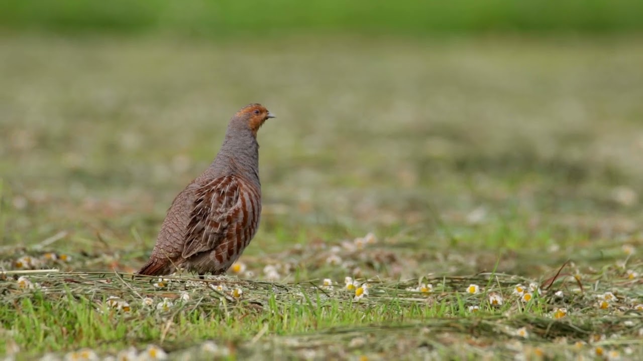 Nawoływanie kuropatwy ( perdix perdix )