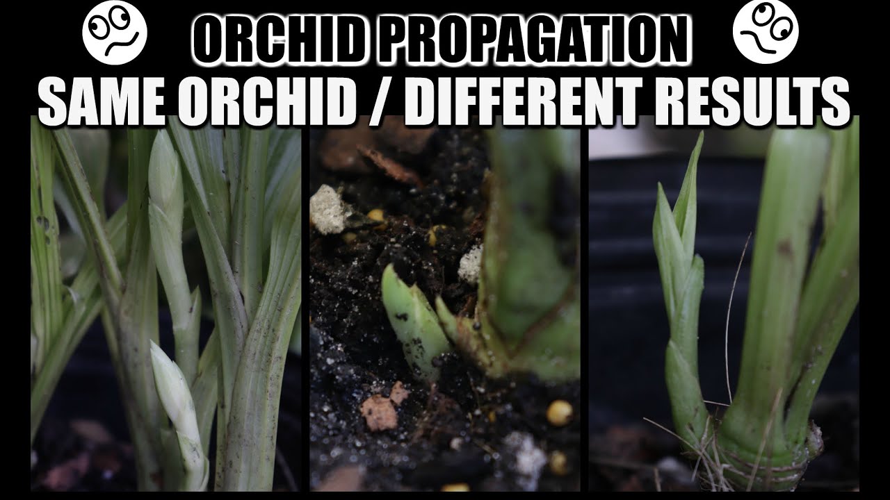 DIFFERENT RESULTS FROM PROPAGATION / Find Out Why - Phaius tankervilleae