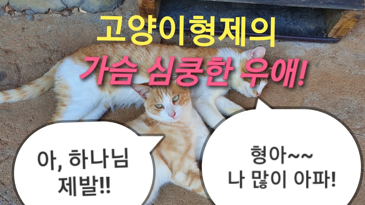 폭풍감동영상)고양이형제의 가슴 절절한 우애 the kitten brother ́s friendship/고양이의 눈물the tears of a cat