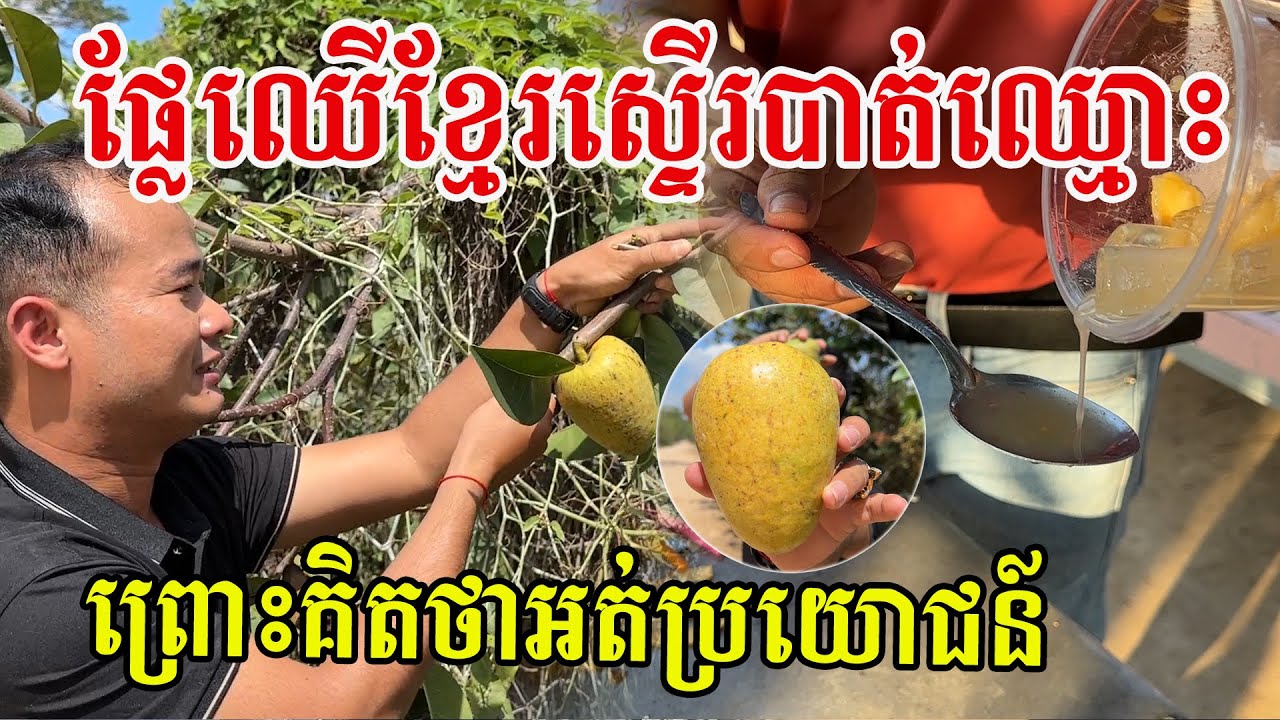 មាក់បាត ឬខ្នន ជាផ្លែឈើខ្មែរដែលមិនសូវមានអ្នកស្គាល់ តែមានប្រយោជន៍ច្រើនសម្រាប់ស្ត្រី