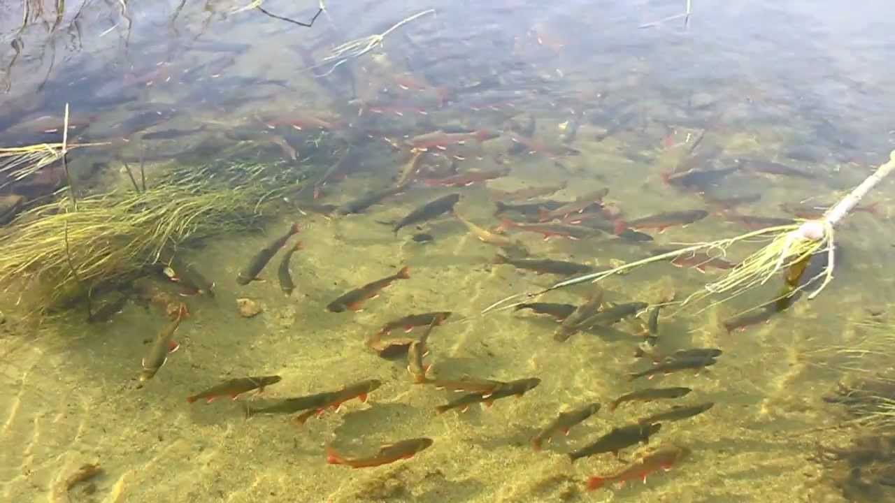 Tough Love, Arctic Char Style