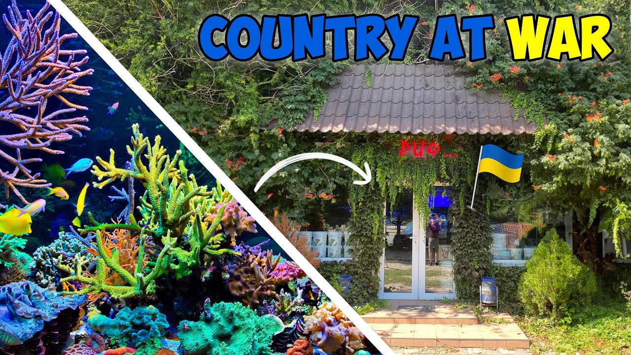 Fish Store in a Warzone: A Coral Lover's Paradise!