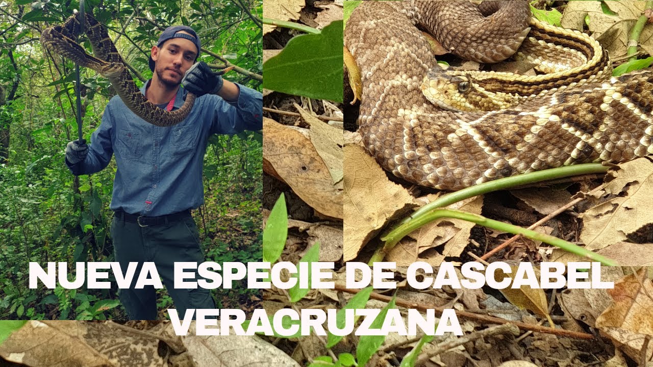 Mira la nueva especie de víbora de cascabel | Crotalus mictlantecuhtli | Veracruz Rattlesnake.