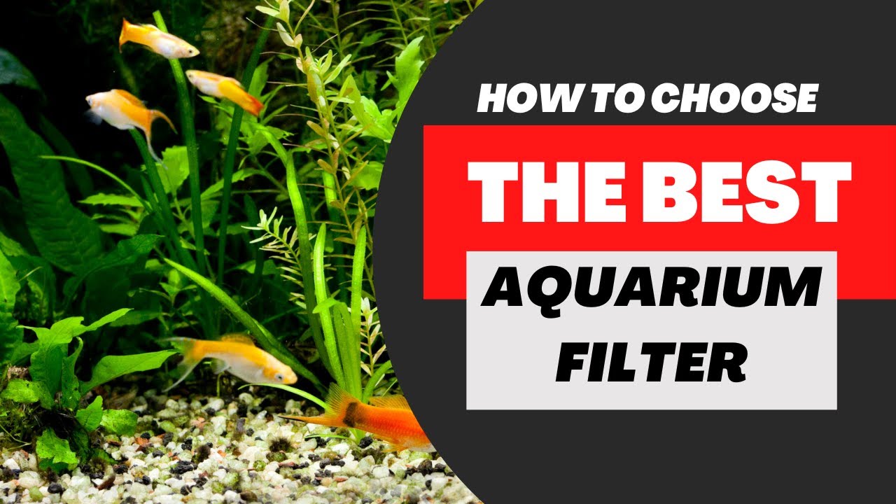 How To Choose The Best Aquarium Filter That Works For YOU!!!