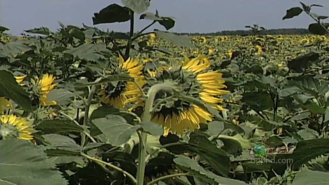 Борьба с сорняками в подсолнечнике №632 (Из Ag PhD №632 от 16.05.10)