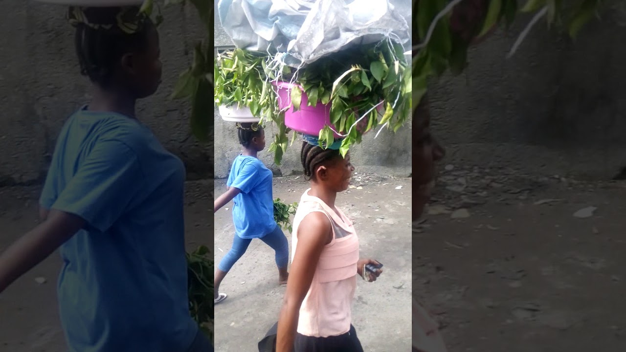 Vente de Kongo Bololo,plante aux vertus m&eacute;dicinales