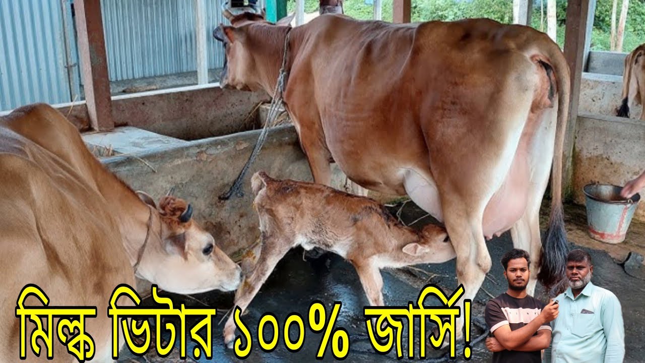 জার্সি, ফ্রিজিয়ান, সহ সকল জাতের দুধের গাভীর দাম | ও করোেনায় কিভাবে প্রতারণা হয় জানুন।