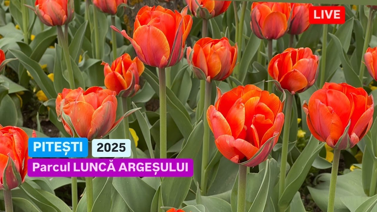 🔴LIVE din PITEȘTI ♦️ PARCUL LUNCA ARGEȘULUI🌷 Acum sunt mai multe lalele!