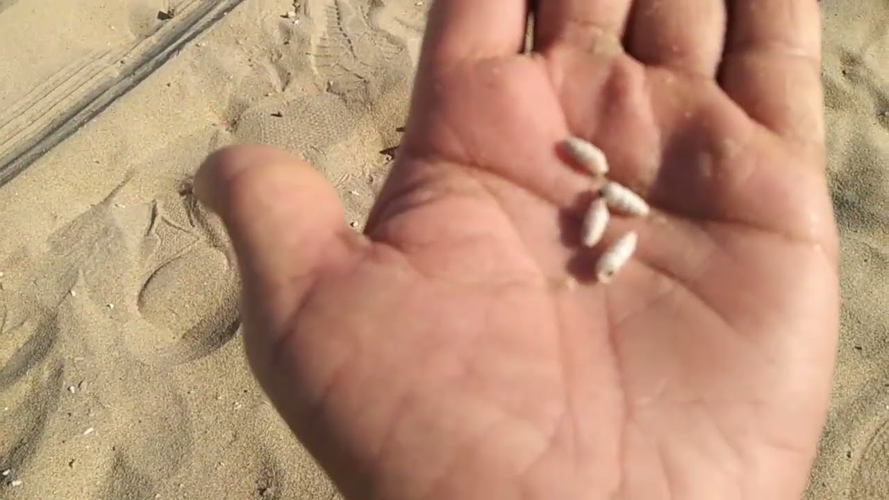 Vlog of 🏜️ desert Sindh Mufti Mir Muhammad official