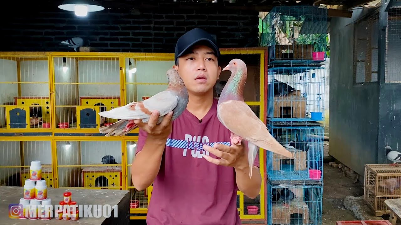 GAMBIR BULE !! MERPATI PASAR SPEAK KOLONG