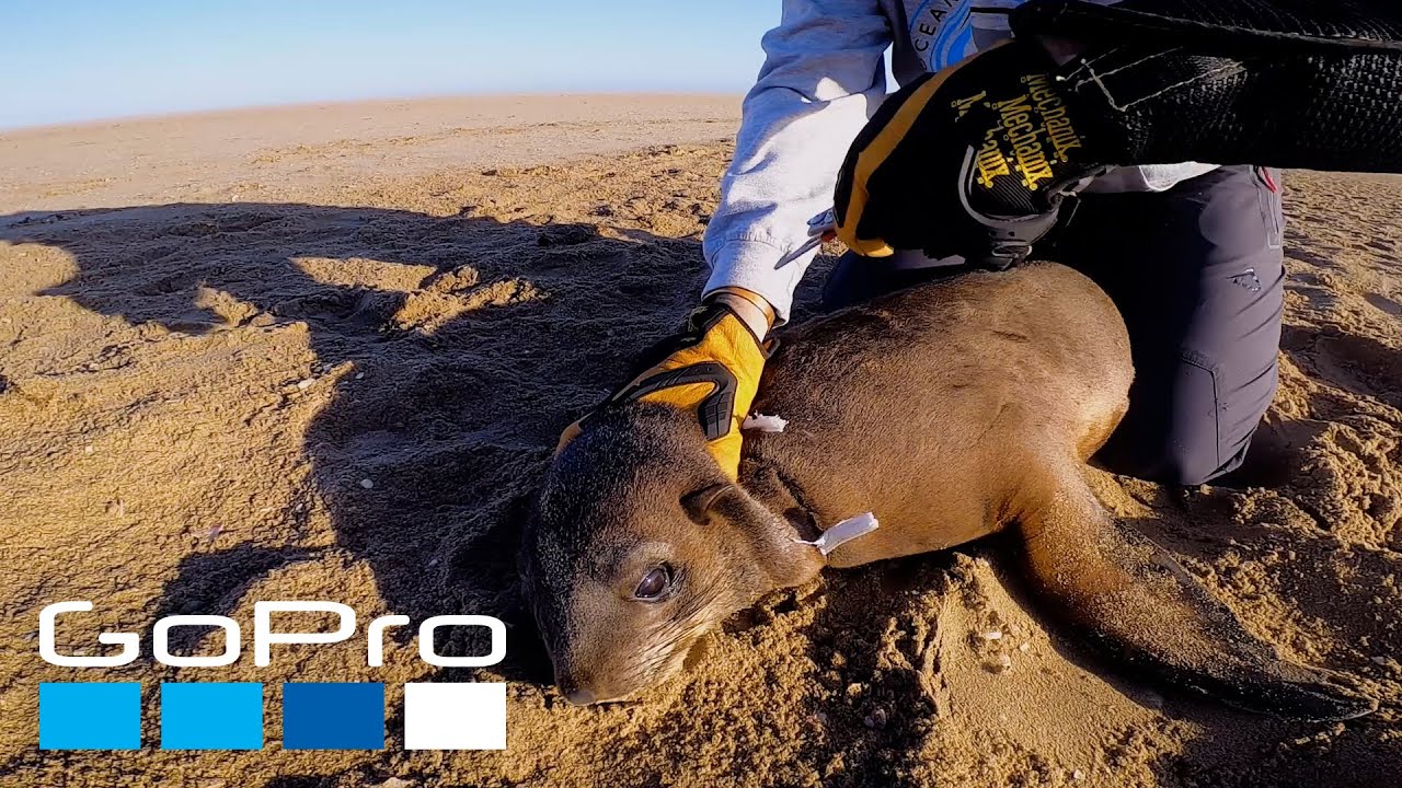 GoPro Cause: Rescuing Seals from Plastic Entanglement POV | Ocean Conservation Namibia