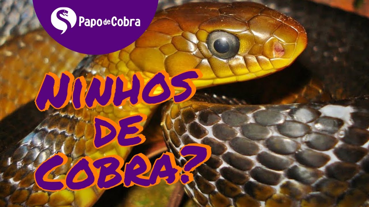 Ninho de COBRA? | Papo de Cobra