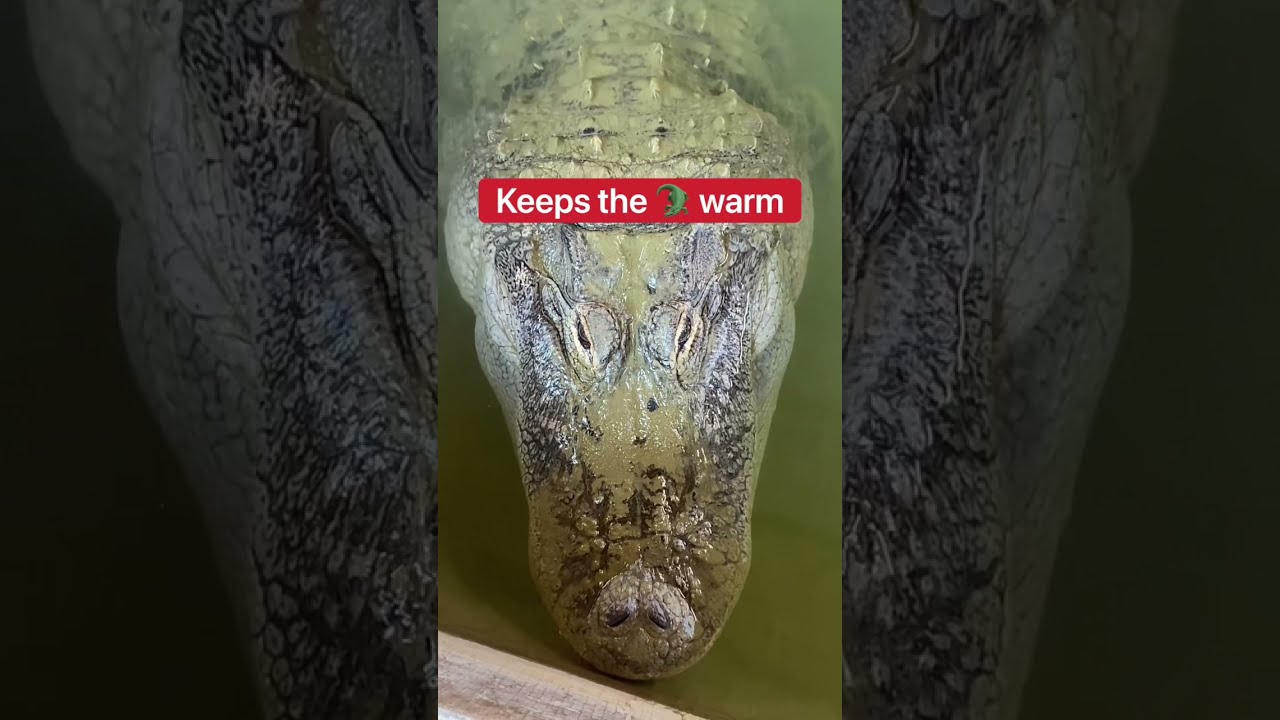 What Do The Animals Do In EXTREME COLD??? 🥶🐊 #shorts #animals