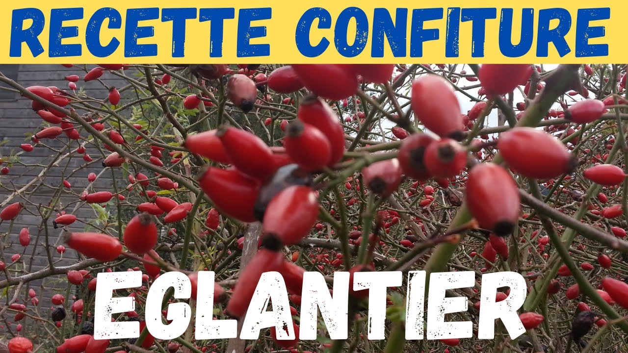 le cynorhodon fruit de l'&eacute;glantier en confiture -  Un pionnier de la foret comestible