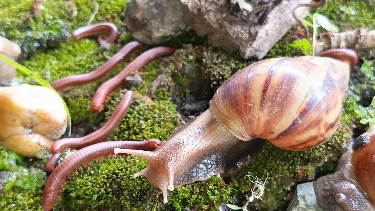 Beyond the Meeting: Long-Term Interactions of Millipedes, Snails, and Rhinoceros Beetles​ #millipede