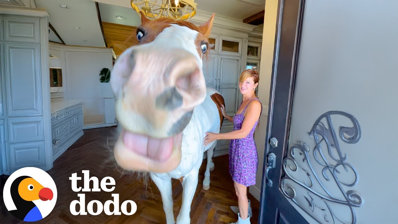 Horse Can't Stop Marching Into Mom's House And Wandering Around | The Dodo