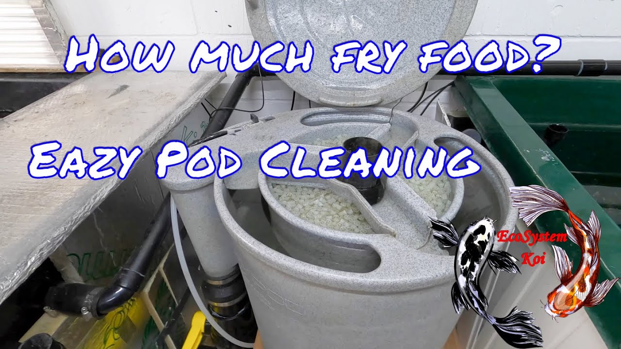 Koi Fry Update, How much to feed koi fry? Eazy Pod filter cleaning routine and Nitrate filtering 🐟🐟