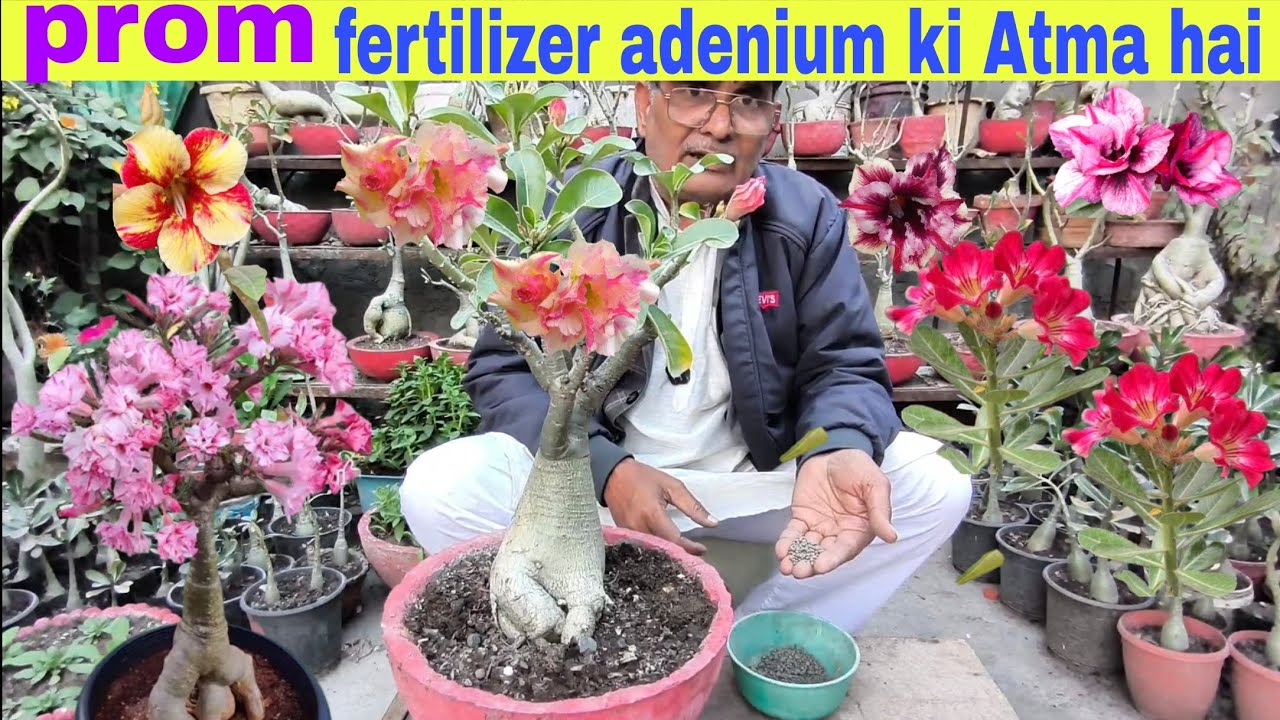 Prom fertilizer adenium ki atma hai