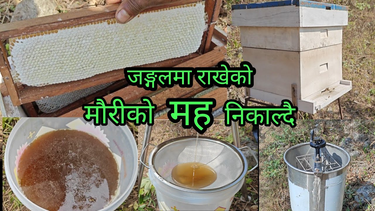जङ्गलमा राखेको मौरीको मह निकाल्दै। fresh honey in the super chamber. #bee #honey @Info.Tulmagar