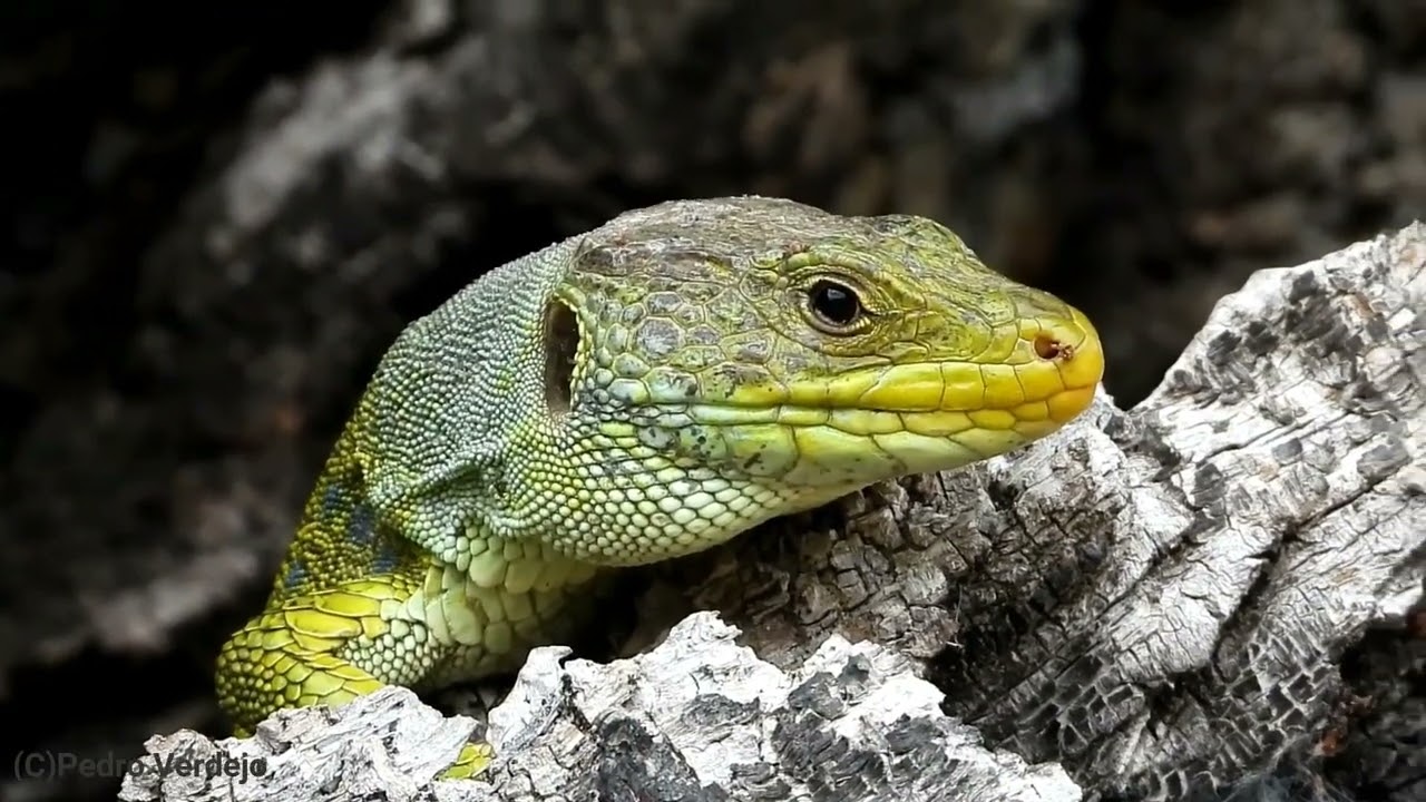 Resumen de Anfibios y Reptiles, Mayo/Junio 2021-2022-2023-2024