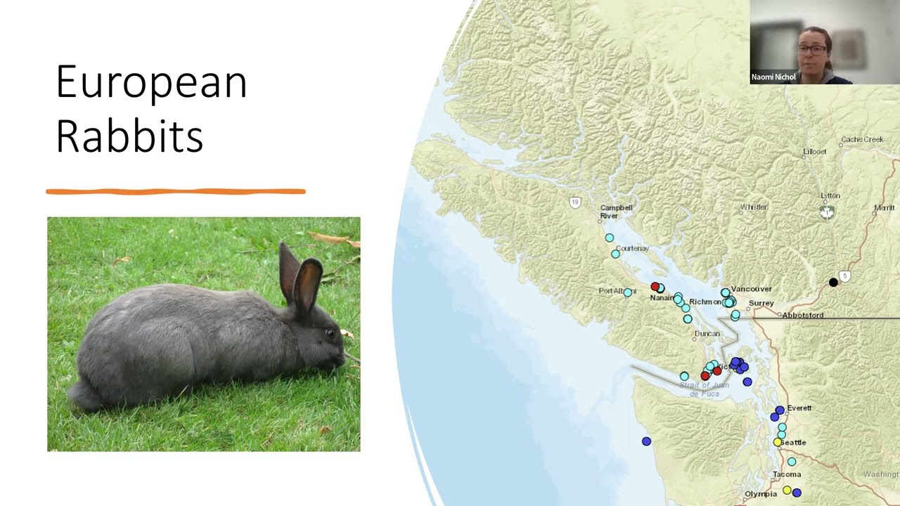 Webinar: Invasive Rabbits in BC: Status, History, and the Future for Management