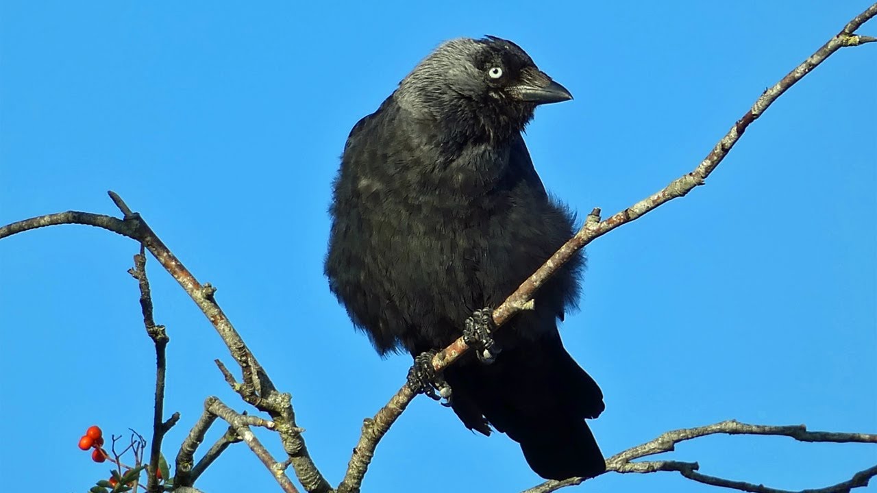 Jackdaw Calls - Western Jackdaw Sounds