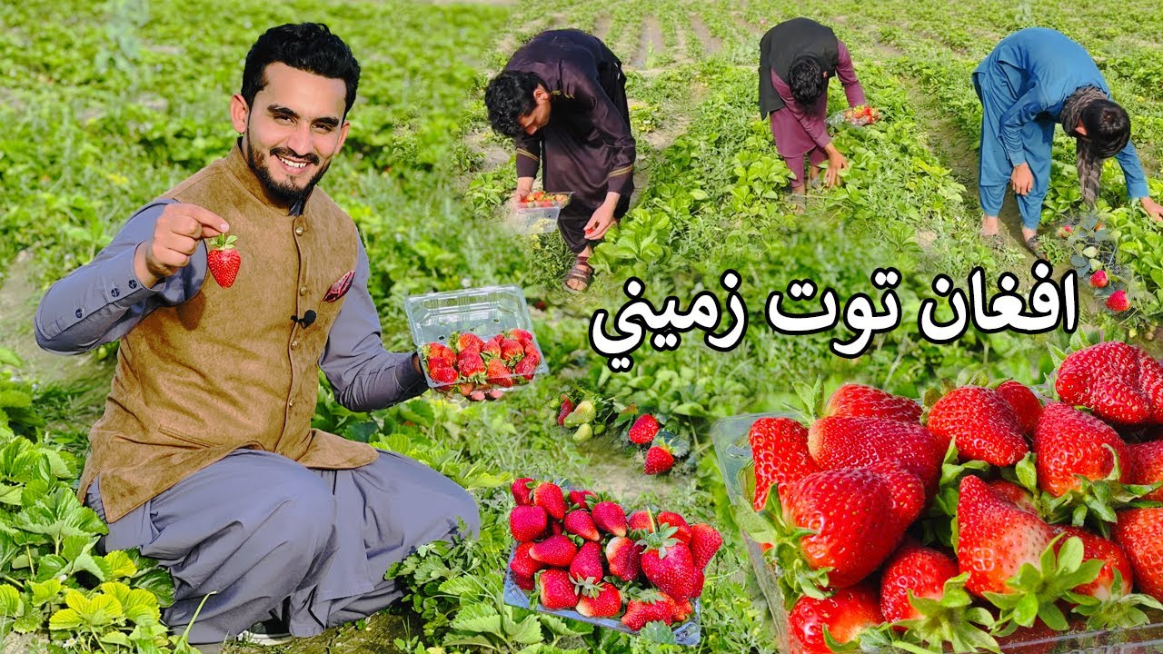 Afghan Toot Zamini | Strawberry in Nangarhar | ننګرهار توت زمینی